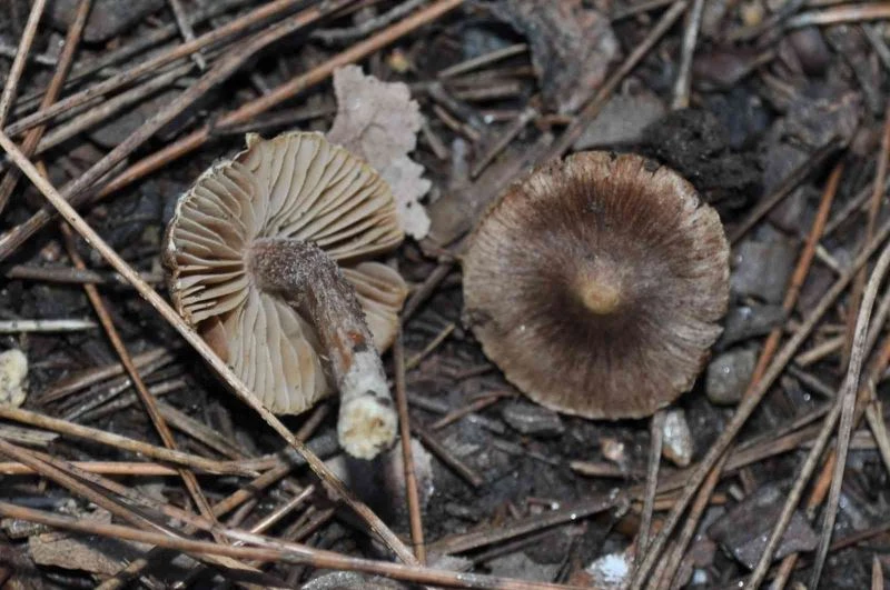 Kuşadası’nda yetişen yeni bir mantar türü daha keşfedildi
