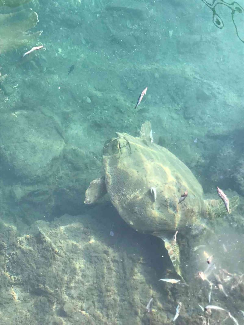 Datça’da deniz kaplumbağasını balıkla beslediler
