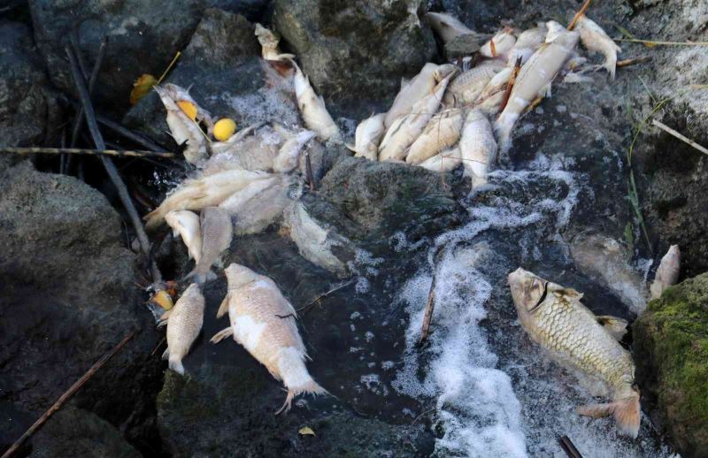 Ceyhan Nehri’nde balık ölümleri: Binlerce balığın ölüm nedeni araştırılıyor
