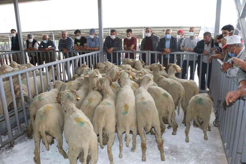 Manisalı hayvan üreticilerine damızlık koç ve teke desteği
