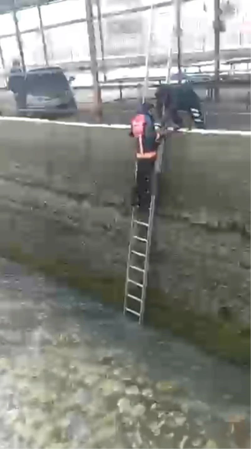 Buz gibi suda donmak üzere olan yavru köpeği itfaiye kurtardı
