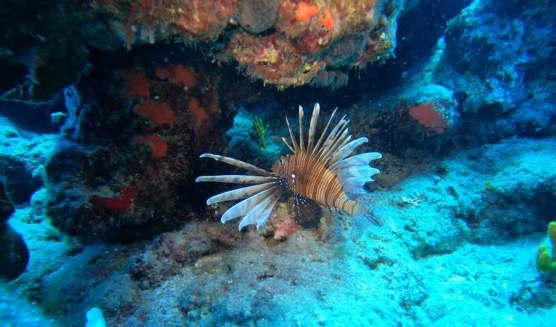 Antalya’da deniz suyu soğudu, istilacı balık türleri kıyıyı terk ederek derine çekildi
