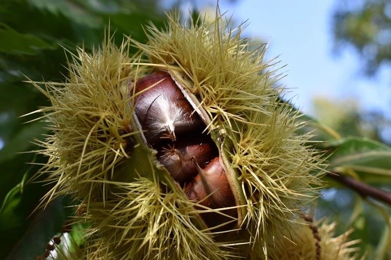 Aydın Kestanesi, çalıştayda konuşulacak

