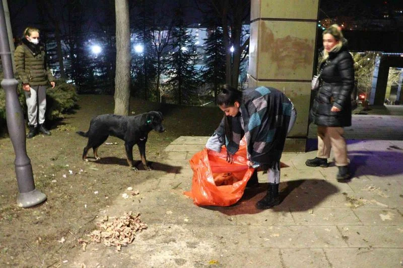 Ankara’da zehirlendiği iddia edilen 10 yavru köpekten 8’i telef oldu

