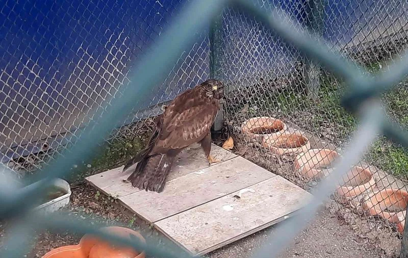 Bitkin halde bulunan kızıl şahin tedavisinin ardından doğaya salındı
