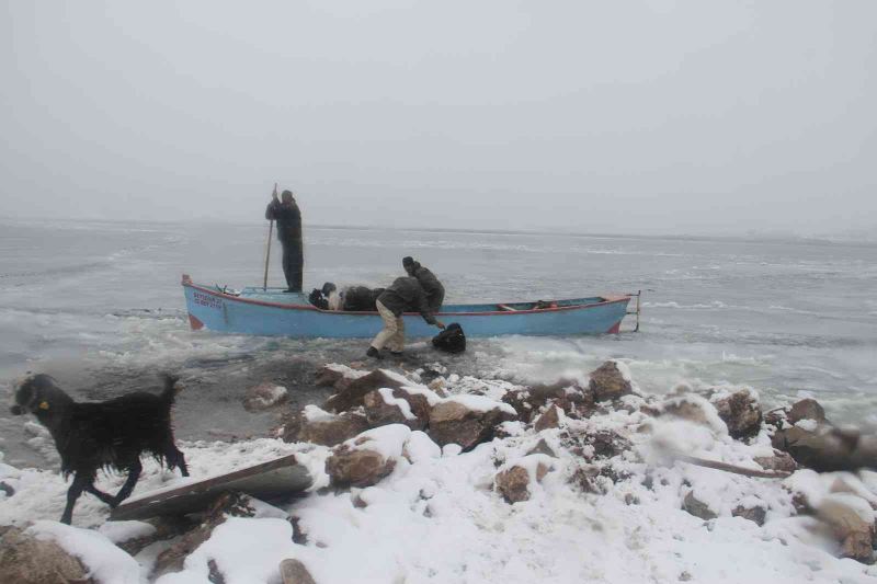 Adada mahsur kalan küçükbaş hayvanlar balıkçı tekneleriyle taşındı
