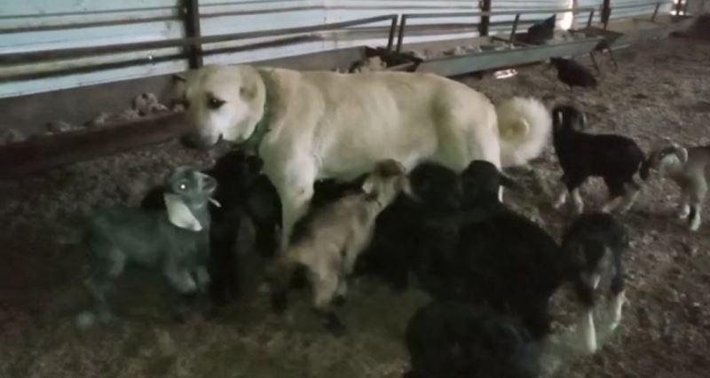 Çoban köpeği yavru keçilere süt annelik yapıyor
