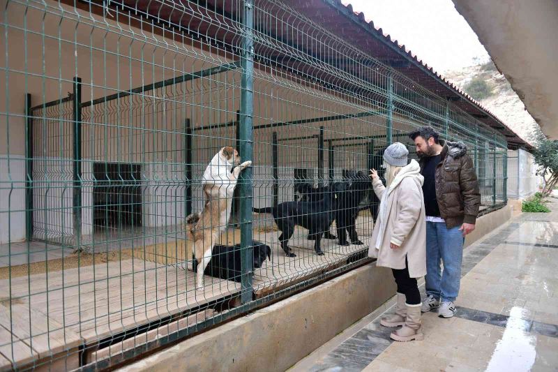 Mersin’de ocak ayında 29 köpek yeni yuvalarına kavuştu
