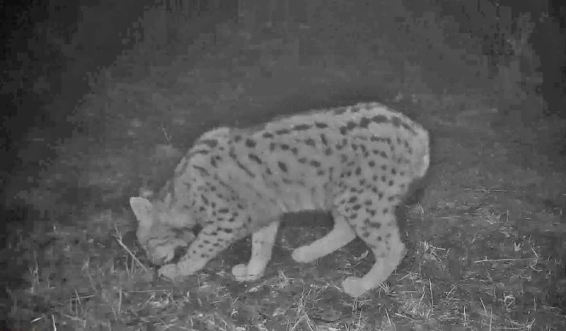 Samsun’da nesli tükenme tehlikesinde olan vaşak ve yaban kedisi fotokapanla görüntülendi
