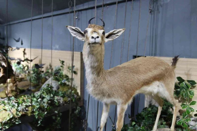 Ekosistem, Kırşehir’de oluşturulan müze ile anlatılıyor
