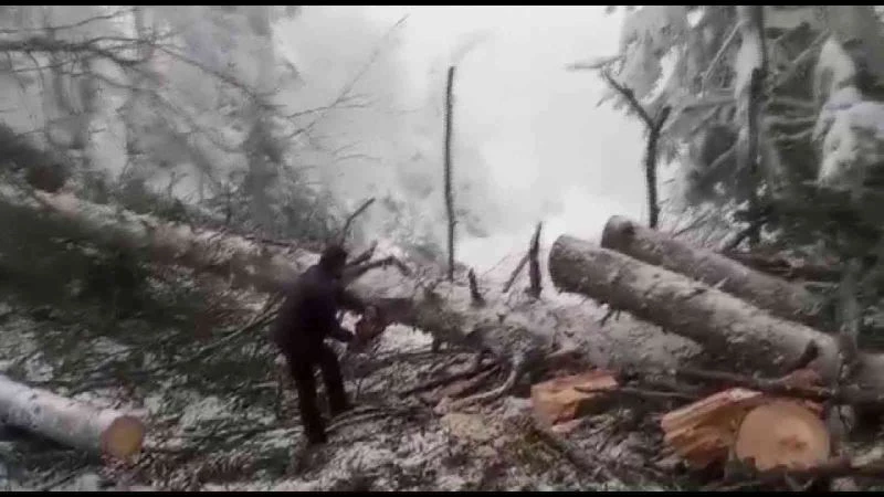 Kar ve rüzgardan yola devrilen ağaç kesilerek kaldırıldı

