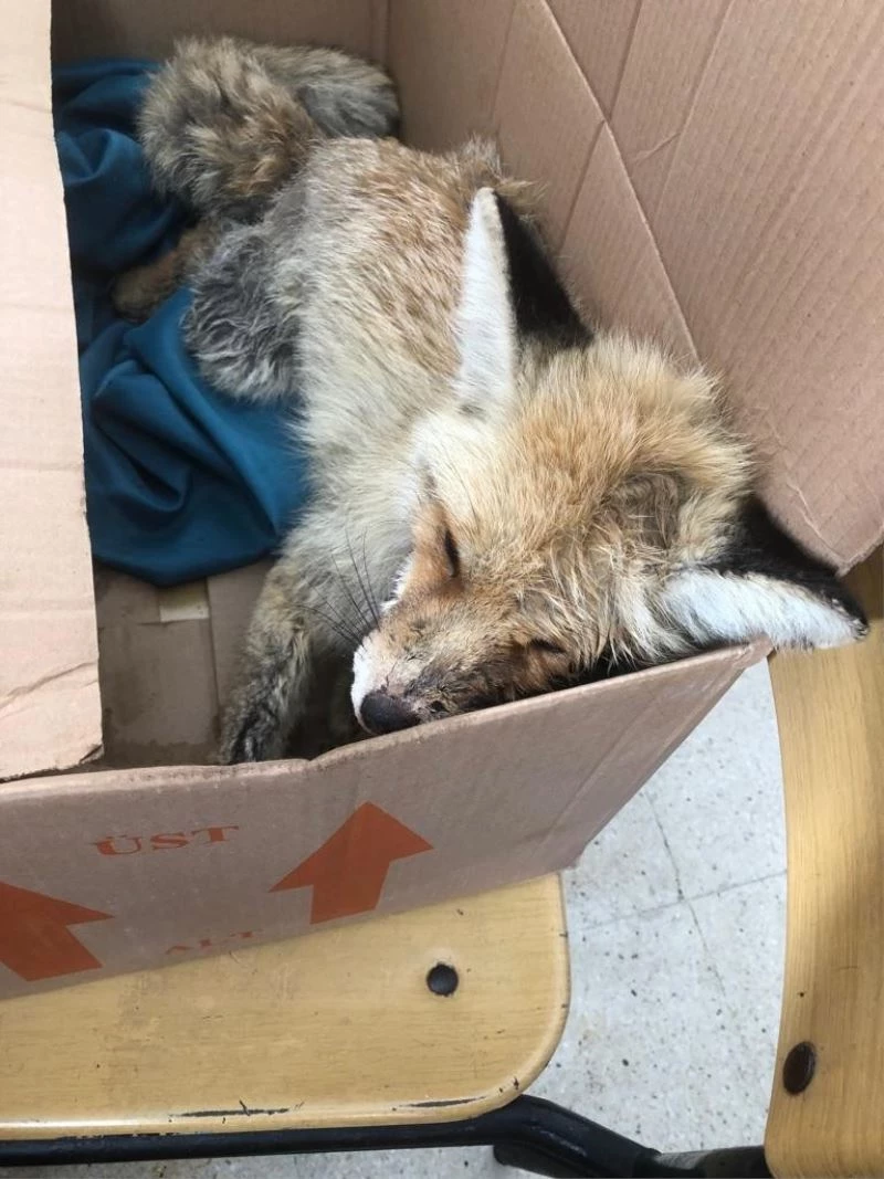 Yaralı tilkiye jandarma şefkati
