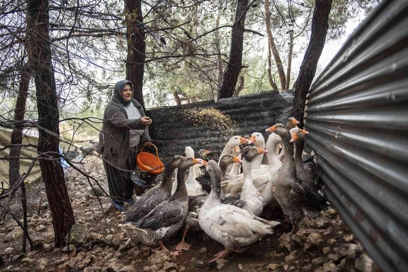 Civciv olarak verilen kazlar büyüdü
