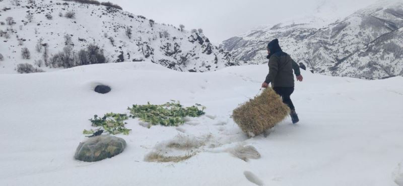 Bingöl’de Şeytan dağlarına 500 kilo yem bırakıldı
