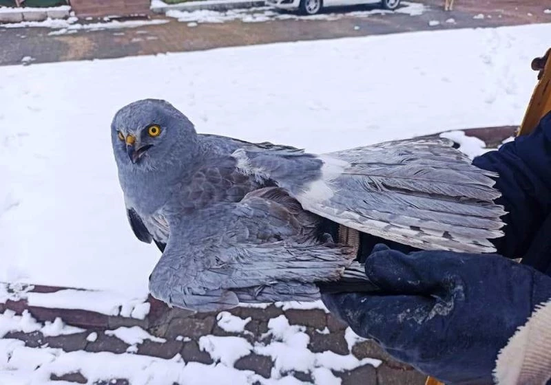 Tavşanlı’da yaralı bulunan Gökçe Delice Kuşu tedavi edilecek
