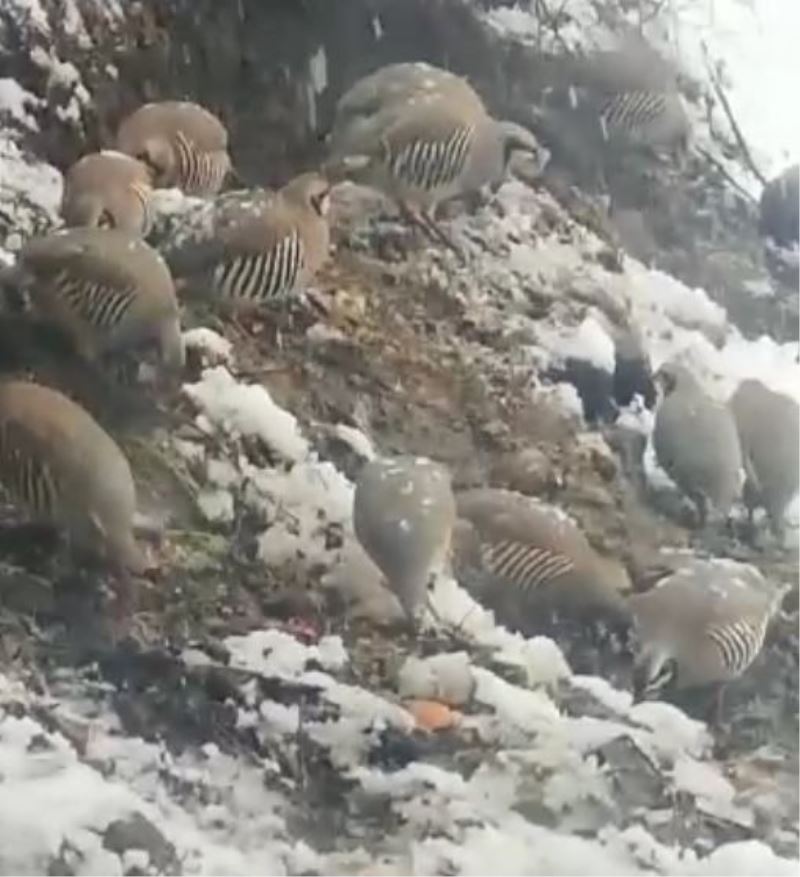 Tuncelili vatandaştan örnek davranış: Her gün onlarca yaban kekliğini besliyor
