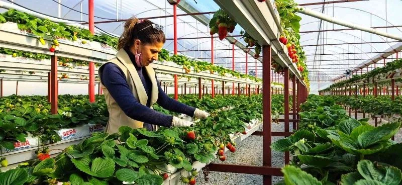 Sökeli Nilgün öğretmen seracılığa el attı, çilek üretiminde başarıyı yakaladı
