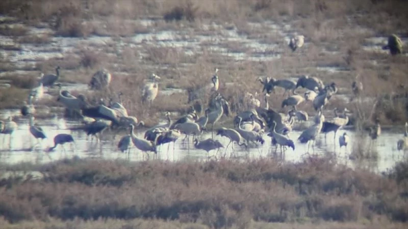 Şarkılara konu olan turnalar Çukurova deltasını sevdi