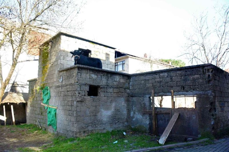 Yaramaz tosun yine durmadı
