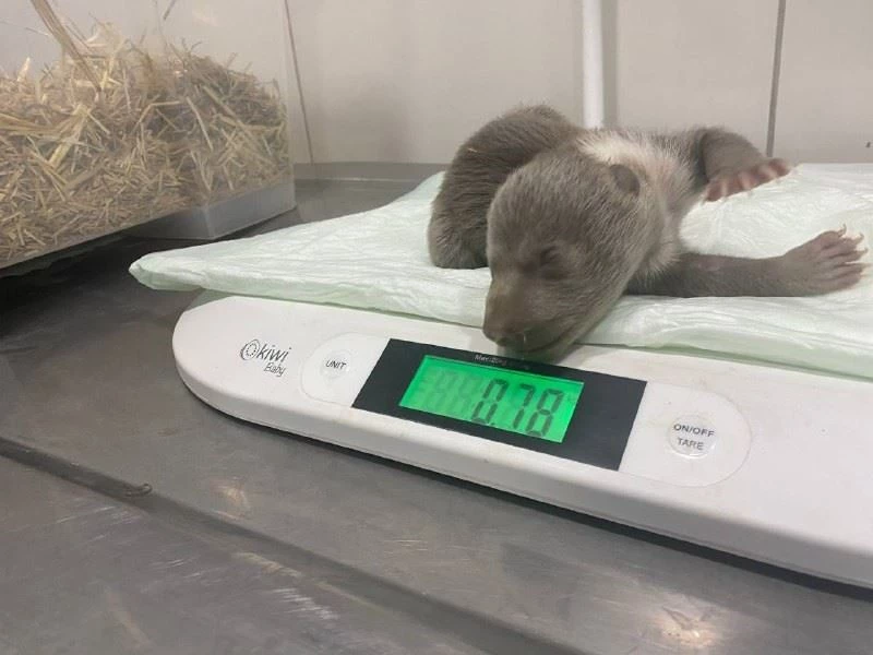 İstanbul’un meşhur ayısı Silva’nın kardeşi dünyaya geldi
