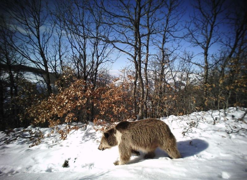 Erzincan’da yaban hayat fotokapanlarla görüntülendi
