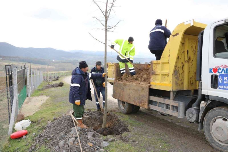 Yol kenarları yeşile bürünecek
