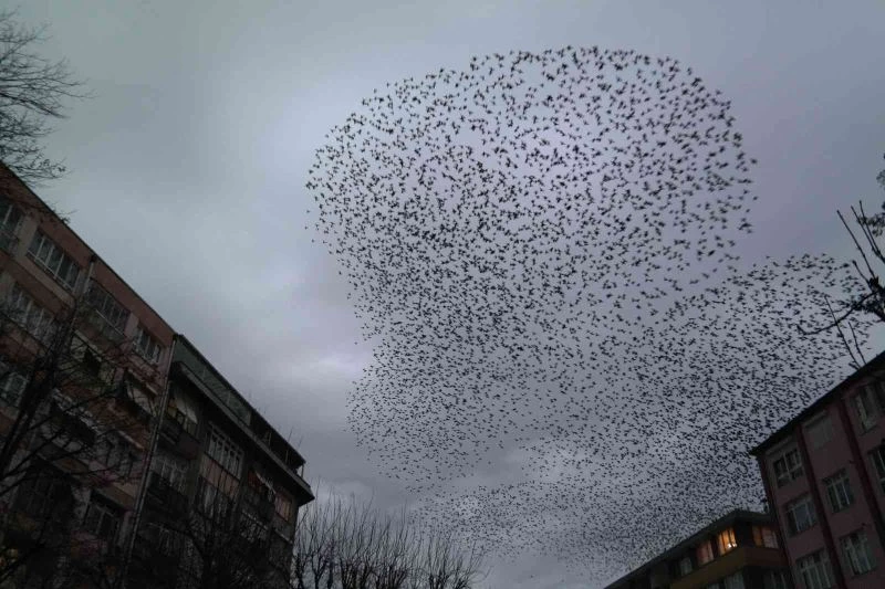  Her gün aynı saatte gökyüzünde müthiş koreografi
