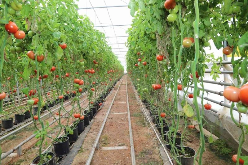 Simav Jeotermal Sera TDİOSB’de bin 500 kişiye istihdam imkanı
