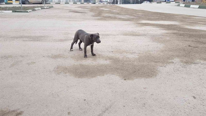 Karabük’te yasaklı ırk pitbull cinsi yavru köpek sokağa terk edildi
