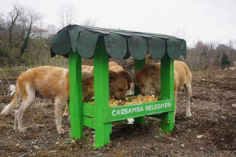 Çarşamba’da yemek artıkları sokak hayvanlarına mama oluyor
