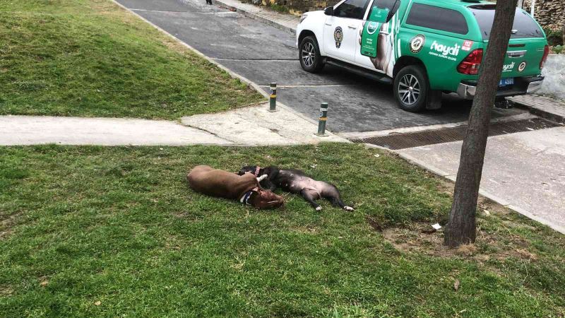 (Özel) Çocuk parkında dehşet...Kendilerine saldıran Pitbull köpekleri tabancayla öldürdüler
