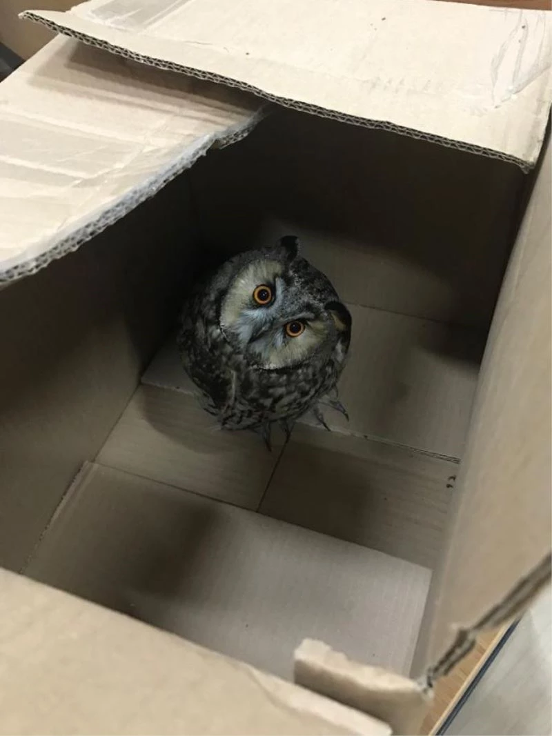 Türkeli’de yaralı baykuş köpek saldırılarından kurtarıldı
