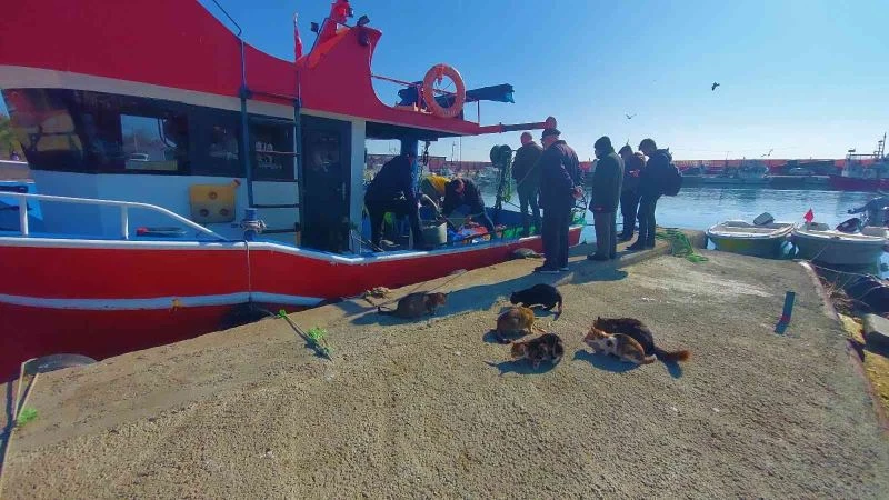 Sabırlı kediler, 4 gözle tekneleri bekliyorlar
