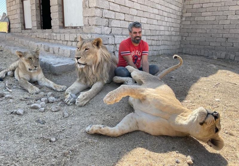 Aslan terbiyecisi Akbey, 3 aslanına yavrusu gibi bakıp eğitti
