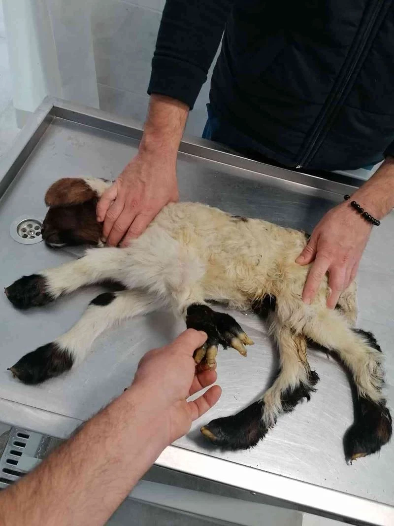 Denizli’de 5 ayaklı doğan kuzu görenleri şaşırttı
