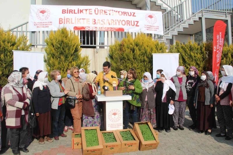 360 bin adaçayı ve kekik fidesi dağıtıldı
