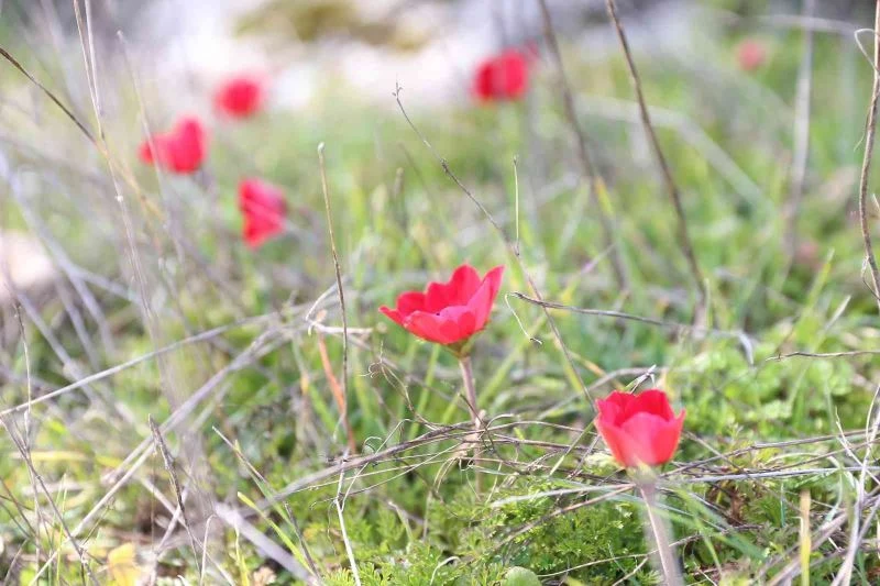 Yatağan’da laleler 1 ay erken açtı
