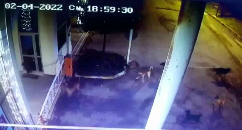 Tuzla’da beslediği köpeklerin saldırısına uğradı, yine de köpekleri beslemekten vazgeçmedi
