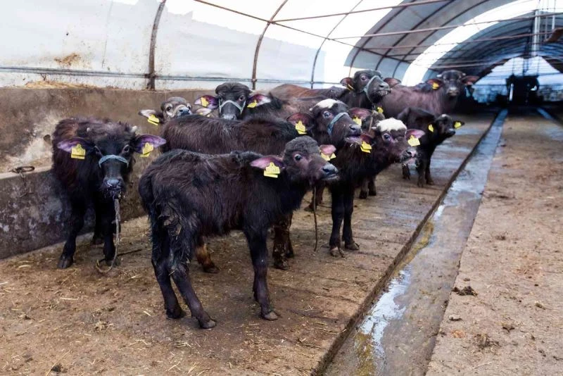 Eyüpsultan’da büyükbaş ve küçükbaş hayvan yetiştiricilerine yem desteği
