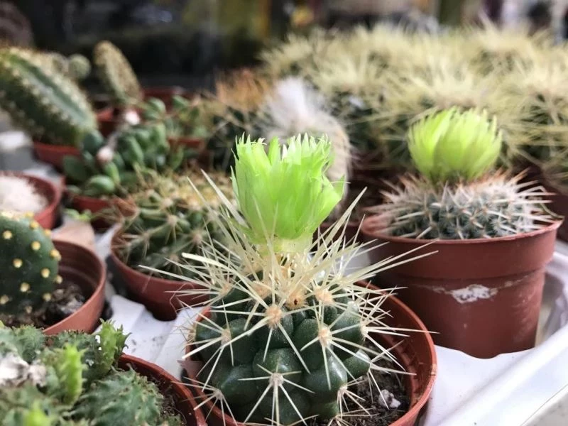 Öğrencilerin dekorasyon tercihlerinde kaktüs ilk sıralarda geliyor
