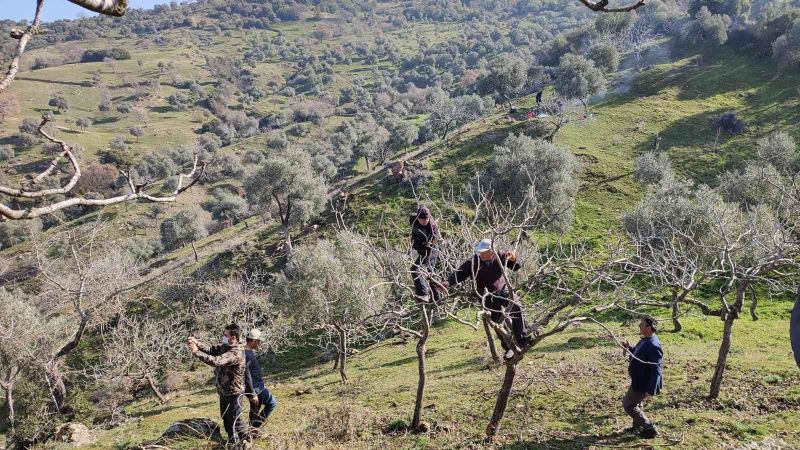 Yenipazar’da proje kapsamında antep fıstığı ağaçlarının budaması yapıldı
