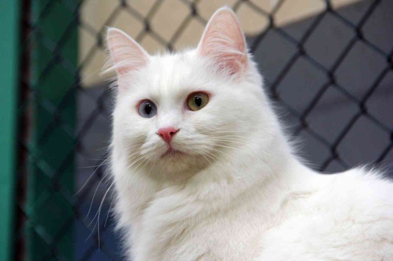 Van kedileri yılda üç kez ‘kızgınlık dönemine’ giriyor
