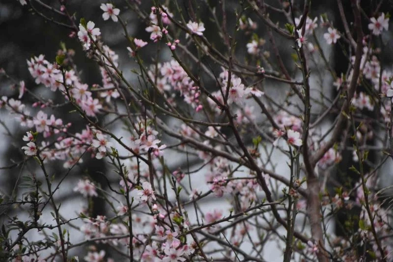 Şeftali ağacı Şubat ayında çiçek açtı
