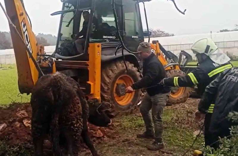 Lağım çukuruna düşen dana kurtarıldı
