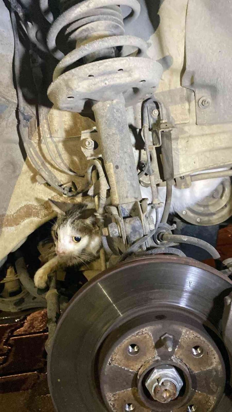 Fethiye’de otomobilin motoruna sıkışan kediyi itfaiye kurtardı
