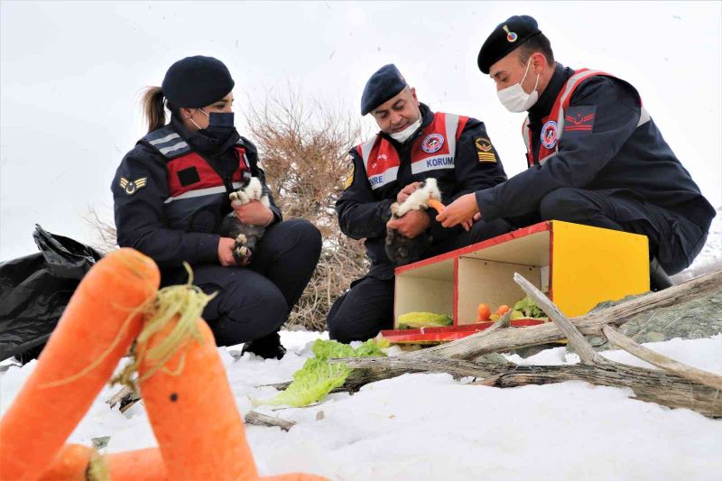 Tavşan Adası’nın uzun kulaklı sakinleri jandarma tarafından besleniyor
