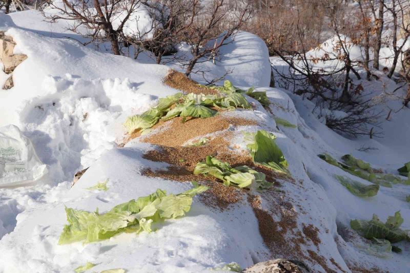 Siirt’te karda yiyecek bulamayan yaban hayvanları için doğaya 350 kilo yem bırakıldı
