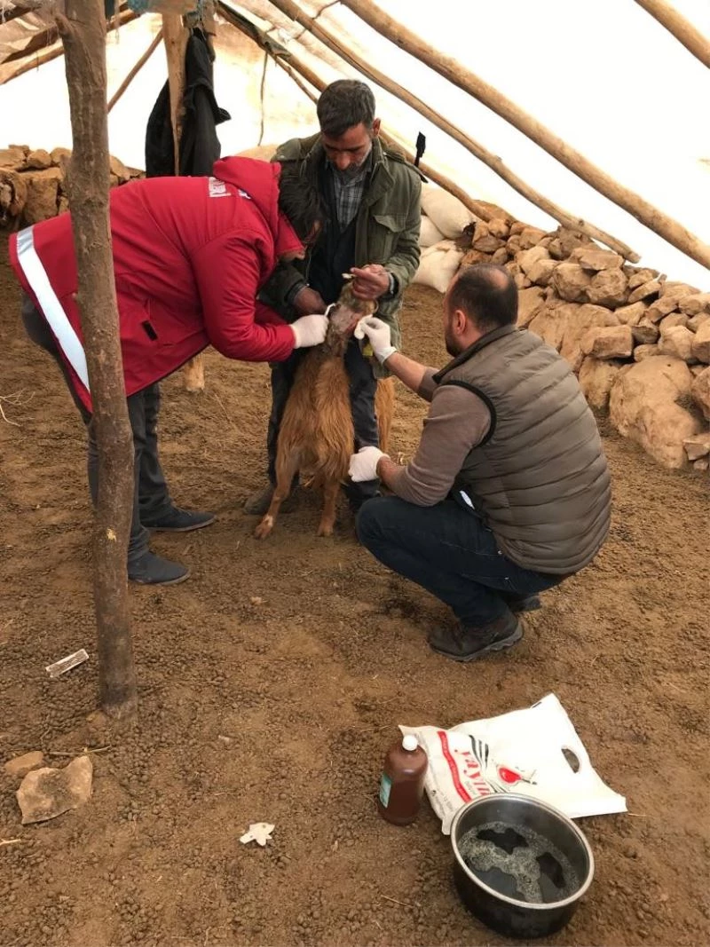 Siirt’te kurtların saldırısına uğrayan keçiler tedavi altına alındı
