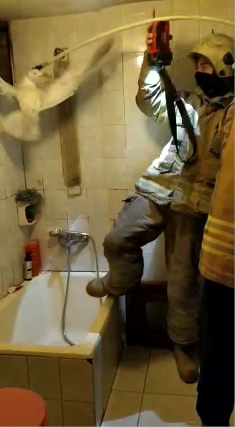 Kartal’da itfaiye ekiplerinden mahsur kalan martıyı kurtarma operasyonu
