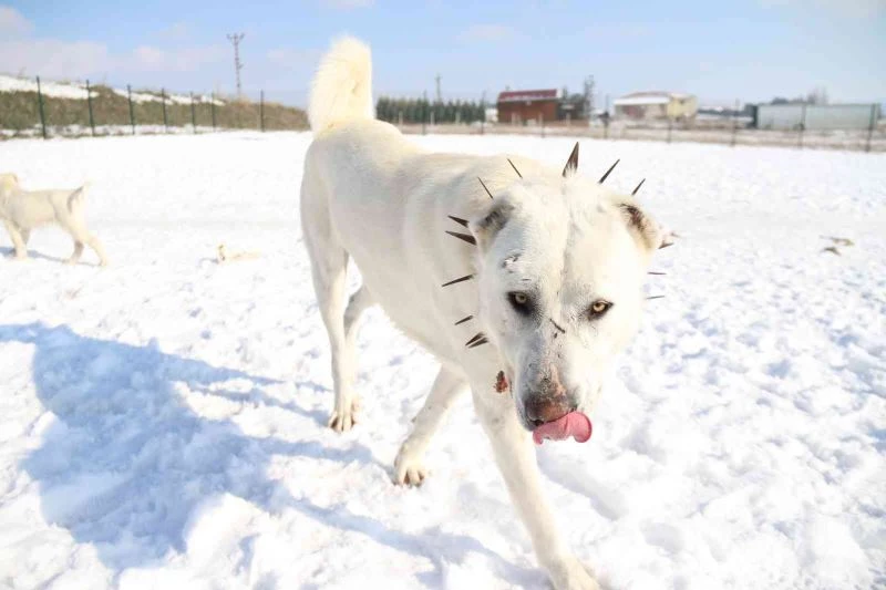  Zorlu şartların güvenilir bekçileri ’Akbaşlar’
